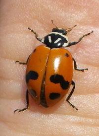 Convergent Lady Beetle